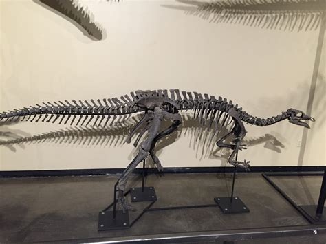 full dinosaur skeletons for sale.